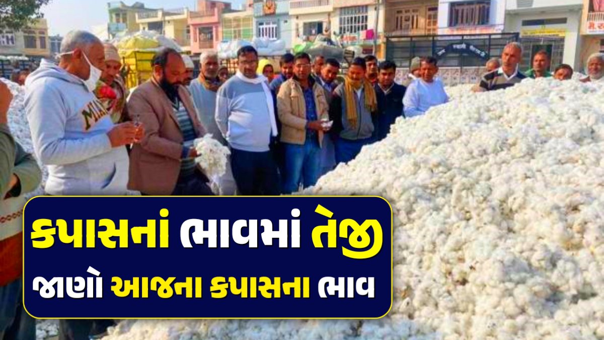 today cotton price